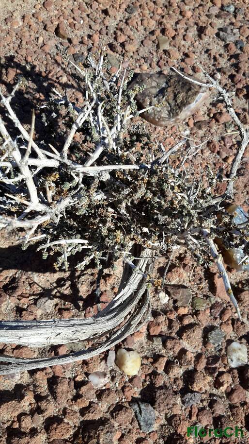 Frankenia patagonica - FloraCh: Tomada el dia 7/11/2015 a las 17:14 en el departamento Gastre