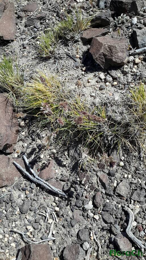 Pappostipa speciosa - FloraCh: Tomada el dia 1/11/2015 a las 10:48 en el departamento Gastre