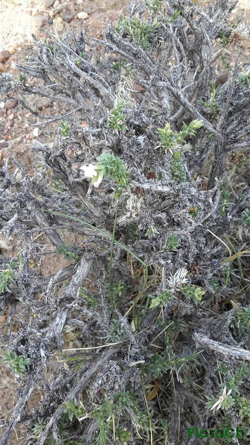 Junellia spissa - FloraCh: Tomada el dia 1/11/2015 a las 09:19 en el departamento Gastre