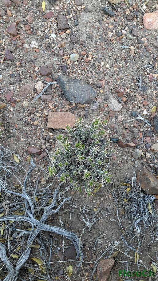 Nassauvia sp - FloraCh: Tomada el dia 1/11/2015 a las 09:19 en el departamento Gastre