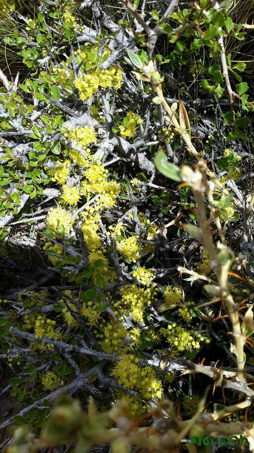 Schinus roigii - FloraCh: Tomada el dia 1/11/2015 a las 15:01 en el departamento Gastre