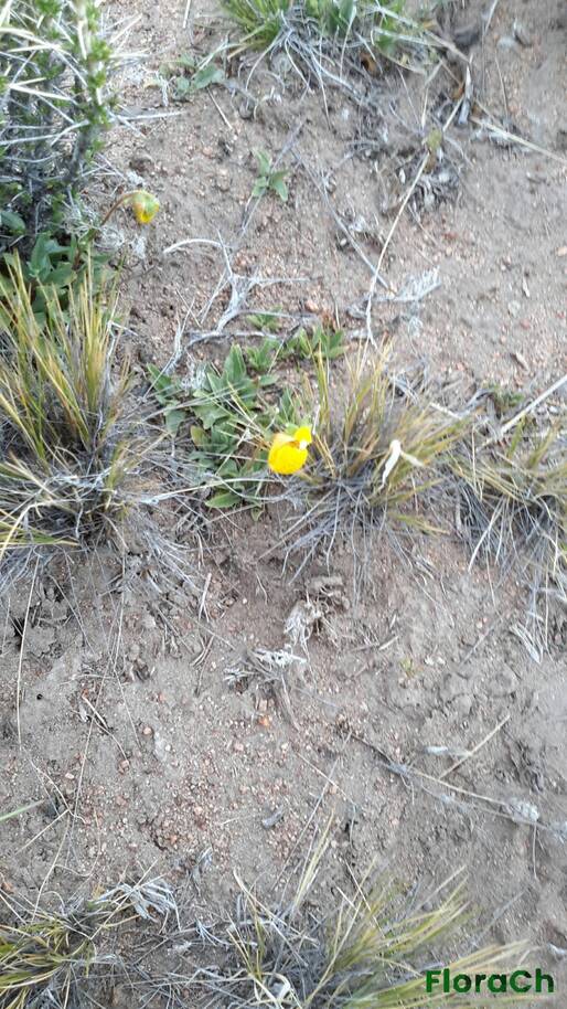 Calceolaria polyrrhiza - FloraCh: Tomada el dia 2/11/2015 a las 06:07 en el departamento Gastre