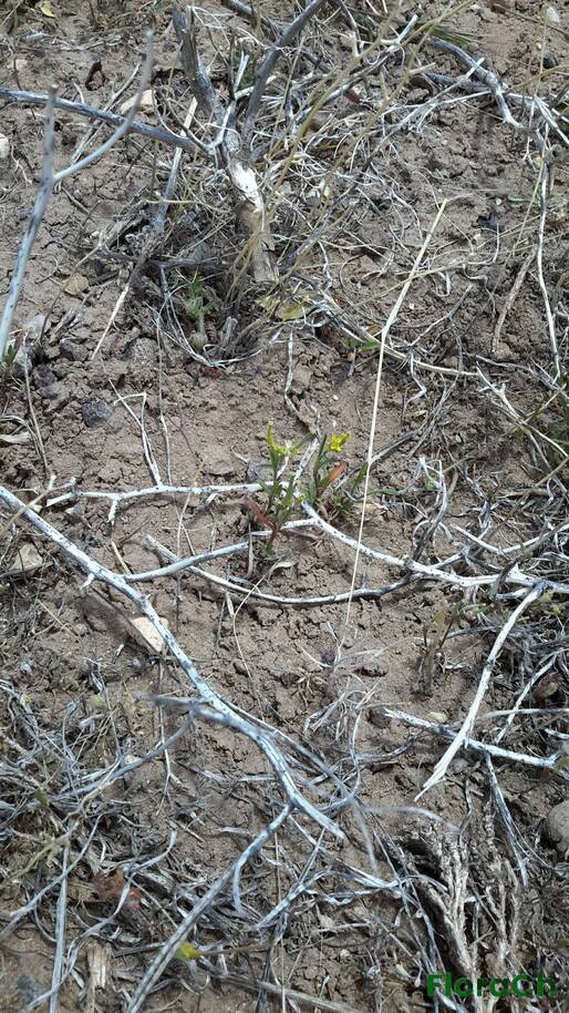 Diplotaxis tenuifolia - FloraCh: Tomada el dia 1/11/2015 a las 13:30 en el departamento Gastre