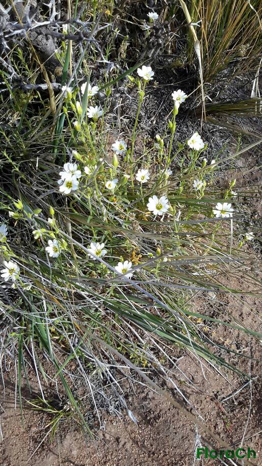 Cerastium arvense - FloraCh: Tomada el dia 2/11/2015 a las 07:47 en el departamento Gastre