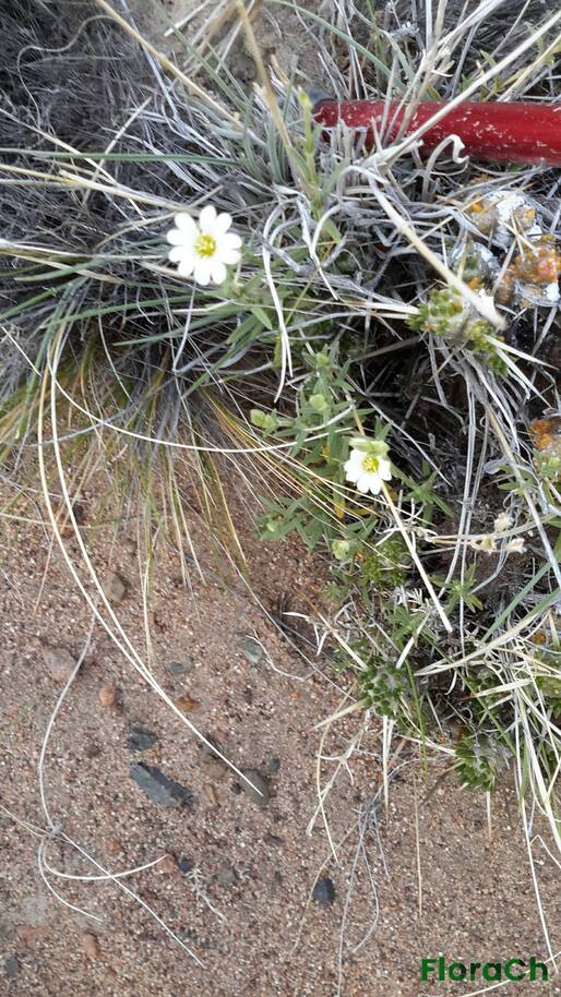 Cerastium arvense - FloraCh: Tomada el dia 1/11/2015 a las 19:27 en el departamento Gastre