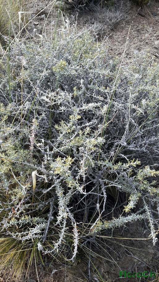 Senecio filaginoides - FloraCh: Tomada el dia 2/11/2015 a las 10:33 en el departamento Gastre