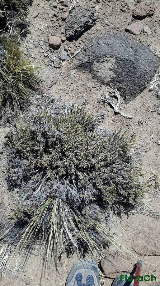 Junellia sp - FloraCh: Tomada el dia 3/11/2015 a las 14:00 en el departamento Telsen