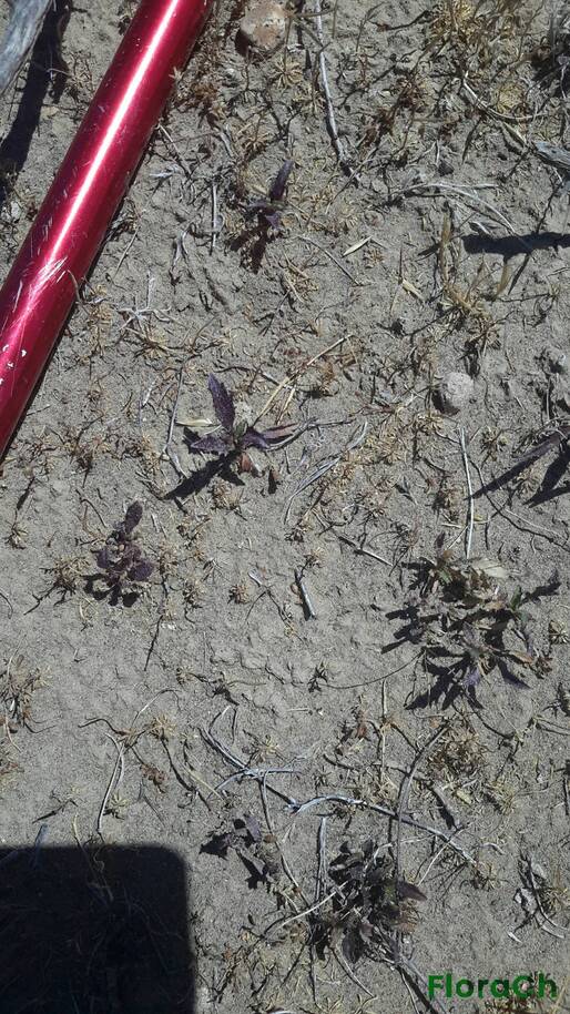 Nassauvia sp - FloraCh: Tomada el dia 2/12/2015 a las 14:33 en el departamento Mártires