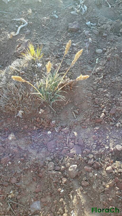 Nassauvia sp - FloraCh: Tomada el dia 7/12/2015 a las 06:50 en el departamento Paso de Indios