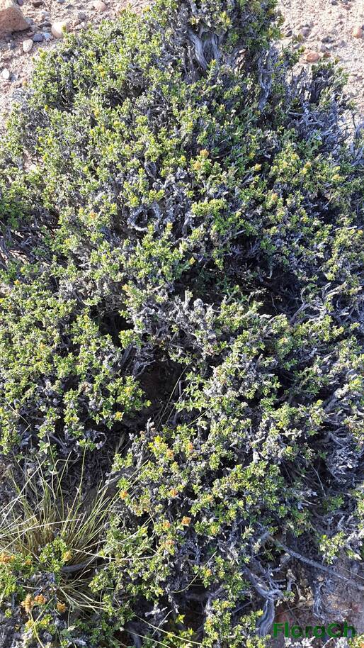 Nassauvia sp - FloraCh: Tomada el dia 2/12/2015 a las 17:38 en el departamento Mártires