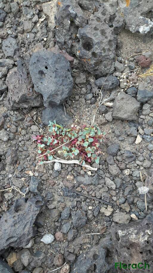 Euphorbia collina - FloraCh: Tomada el dia 7/12/2015 a las 11:15 en el departamento Telsen