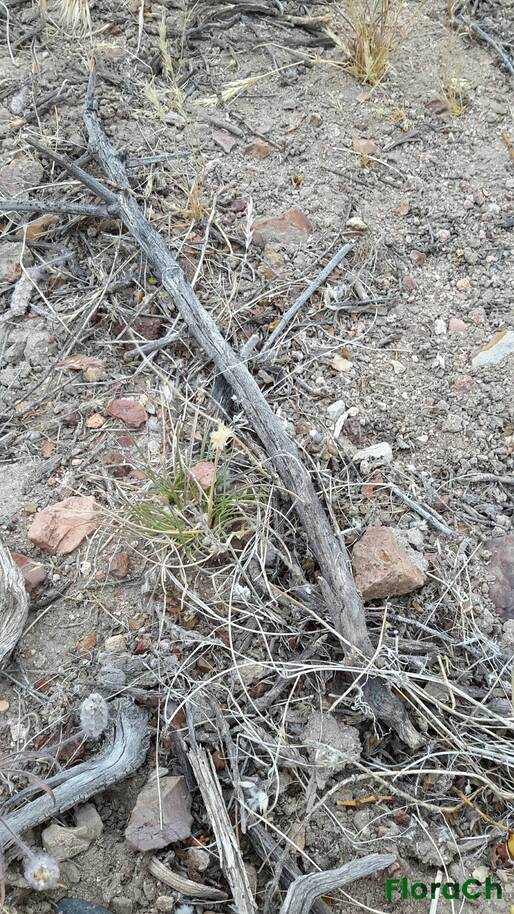 Nassauvia sp - FloraCh: Tomada el dia 1/12/2015 a las 07:26 en el departamento Telsen