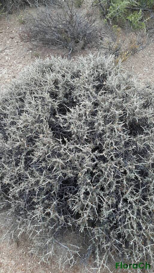 Brachyclados - FloraCh: Tomada el dia 1/12/2015 a las 09:32 en el departamento Telsen