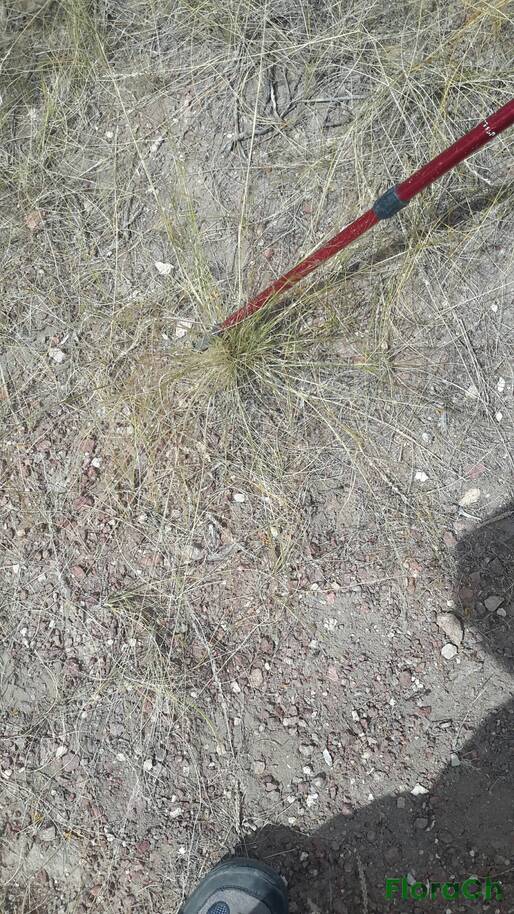 Nassella tenuis - FloraCh: Tomada el dia 1/12/2015 a las 10:52 en el departamento Telsen