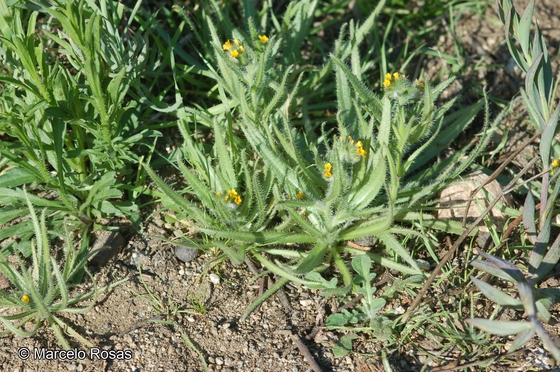 Amsinckia calycina - Marcelo Rosas: Catálogo de Plantas Vasculares.
UDeC. Chile