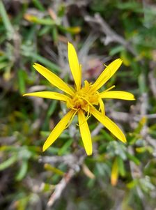 Senecio subulatus - Trap Hers: Observacion 12 enero 2022. Imagen 1.