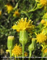 Senecio subulatus - Daniel Testoni: Romero Amarillo. Lugar: Laguna Blanca.