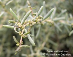 Suaeda divaricata - Maximiliano Ceballos: Vidriera. SIB