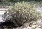 Atriplex lampa - Adriana Beider: ECyT-ar. Comúnmente denominado sampa o zampa.